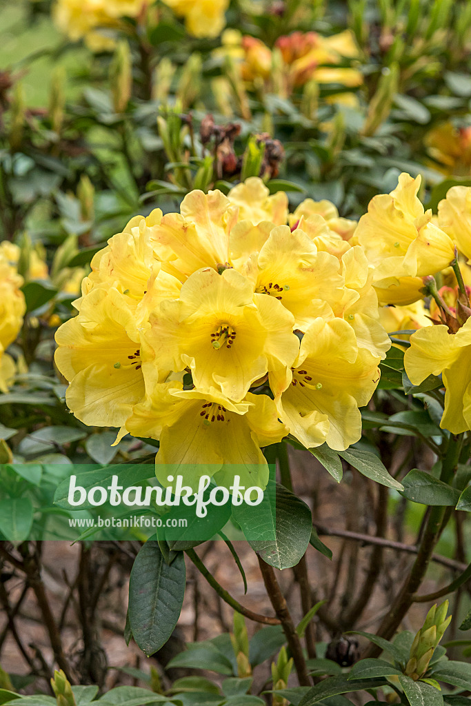 638300 - Großblumige Rhododendron-Hybride (Rhododendron Golden Everest)