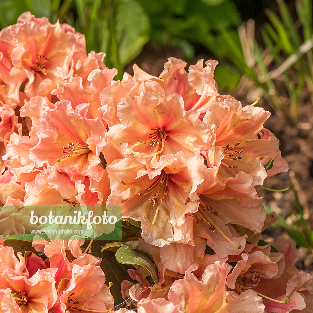 625344 - Großblumige Rhododendron-Hybride (Rhododendron Sun Glory)