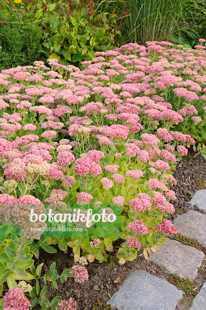 488063 - Große Fetthenne (Sedum telephium 'Herbstfreude' syn. Hylotelephium telephium 'Herbstfreude')