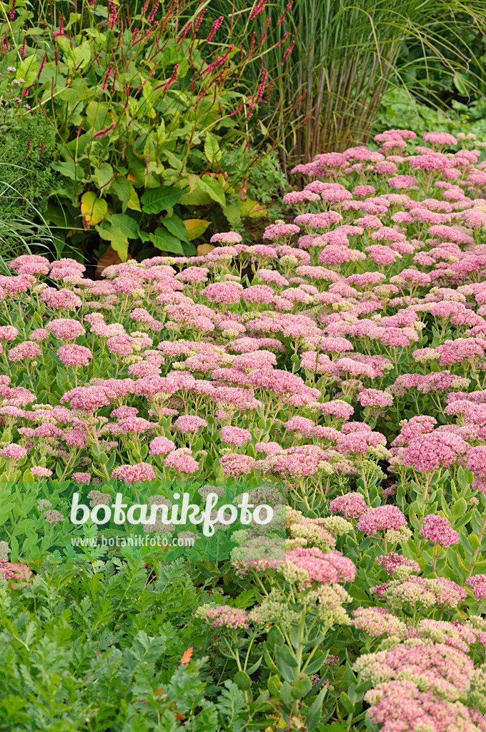 488064 - Große Fetthenne (Sedum telephium 'Herbstfreude' syn. Hylotelephium telephium 'Herbstfreude')