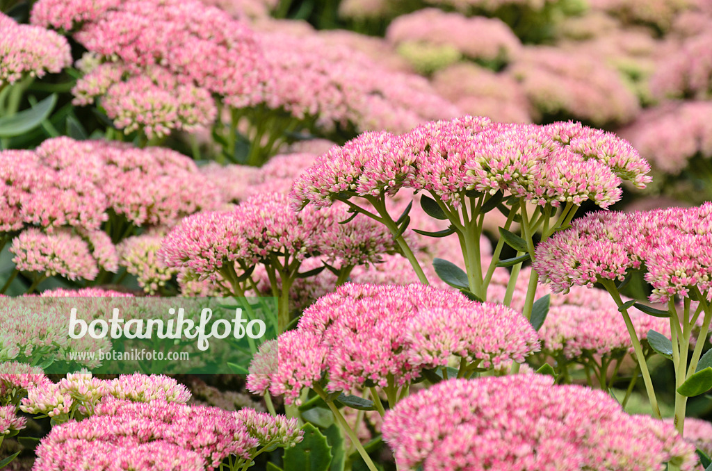 500021 - Große Fetthenne (Sedum telephium 'Herbstfreude' syn. Hylotelephium telephium 'Herbstfreude')