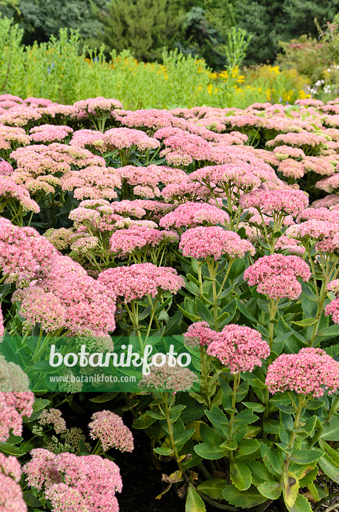 500022 - Große Fetthenne (Sedum telephium 'Herbstfreude' syn. Hylotelephium telephium 'Herbstfreude')