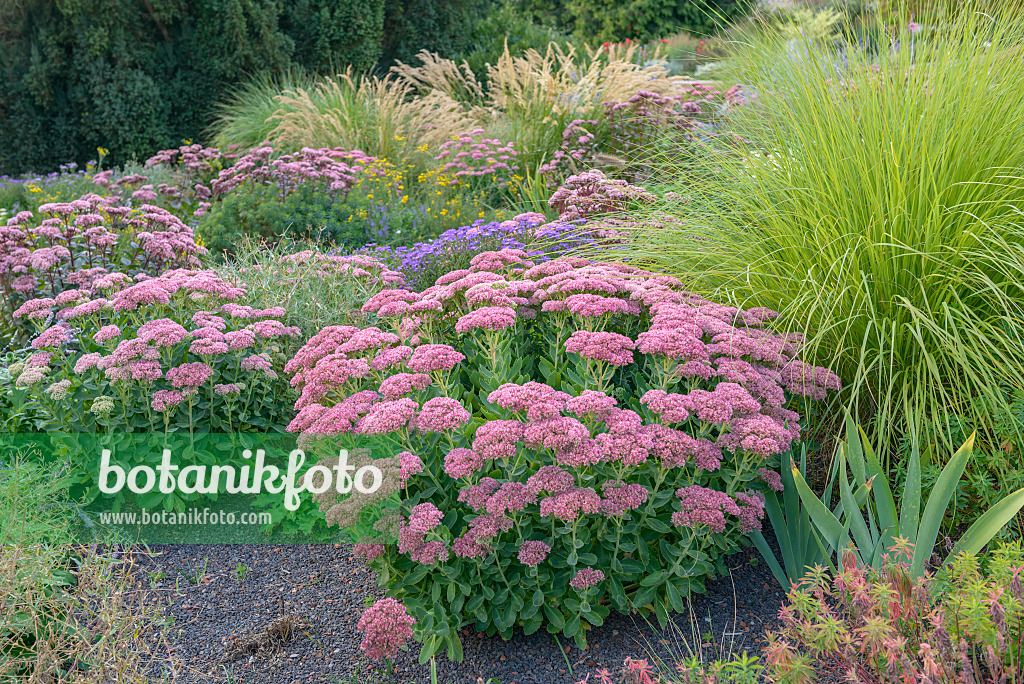 575329 - Große Fetthenne (Sedum telephium 'Herbstfreude' syn. Hylotelephium telephium 'Herbstfreude')