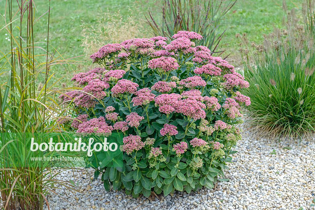 593200 - Große Fetthenne (Sedum telephium 'Herbstfreude' syn. Hylotelephium telephium 'Herbstfreude')