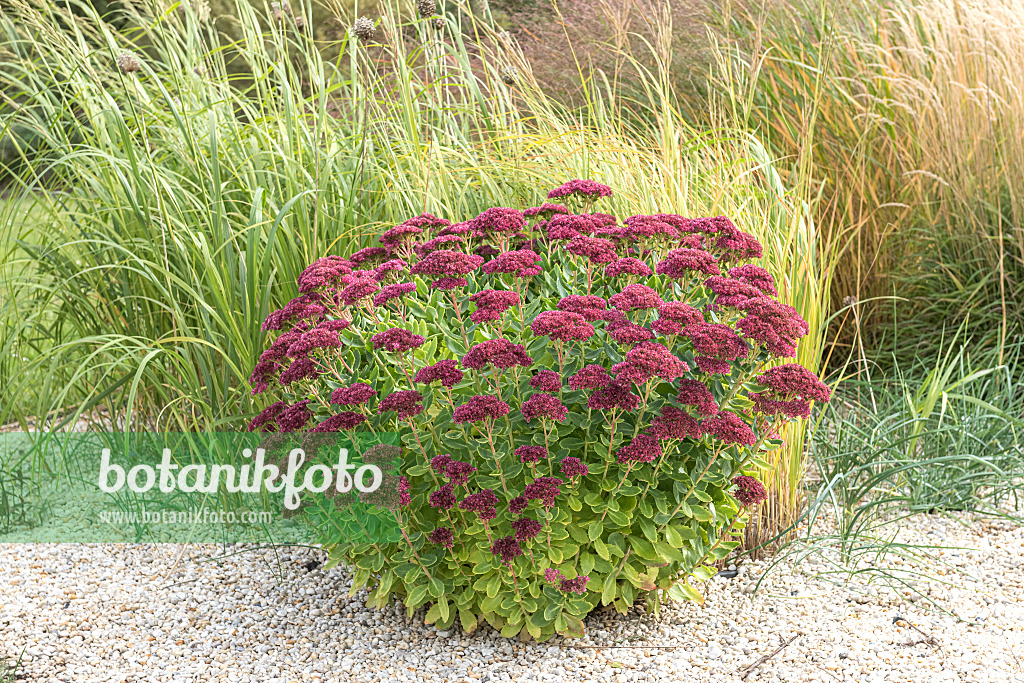 616450 - Große Fetthenne (Sedum telephium 'Herbstfreude' syn. Hylotelephium telephium 'Herbstfreude')