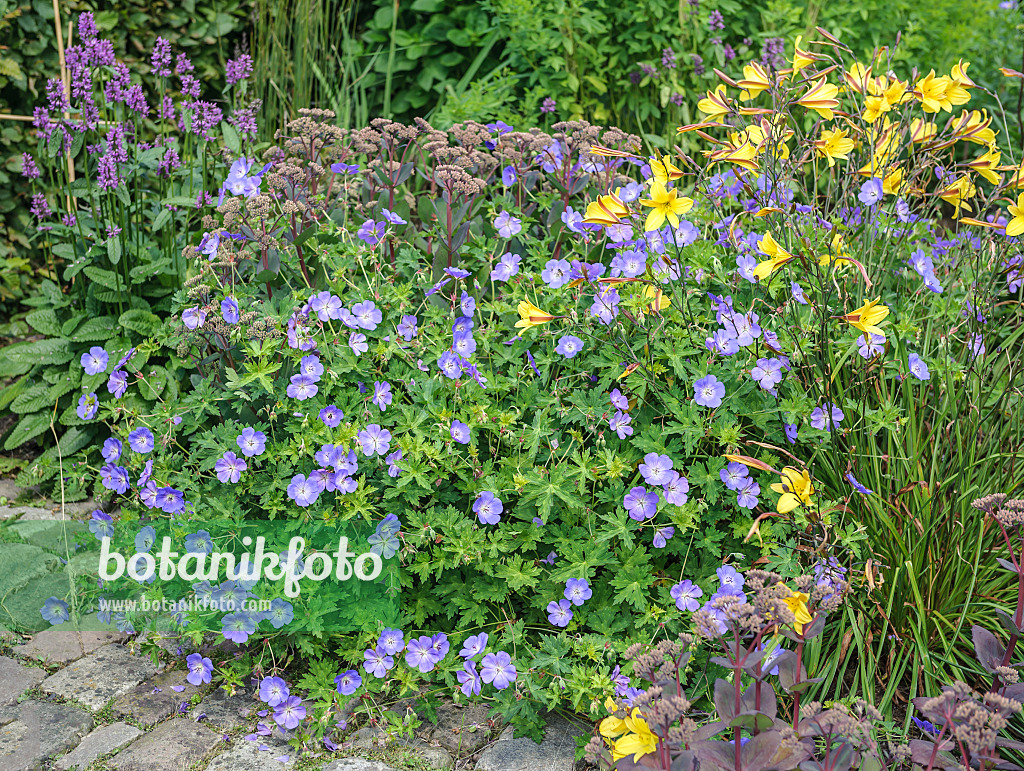 535406 - Große Fetthenne (Sedum telephium syn. Hylotelephium telephium), Storchschnabel (Geranium wallichianum 'Rozanne') und Taglilie (Hemerocallis)