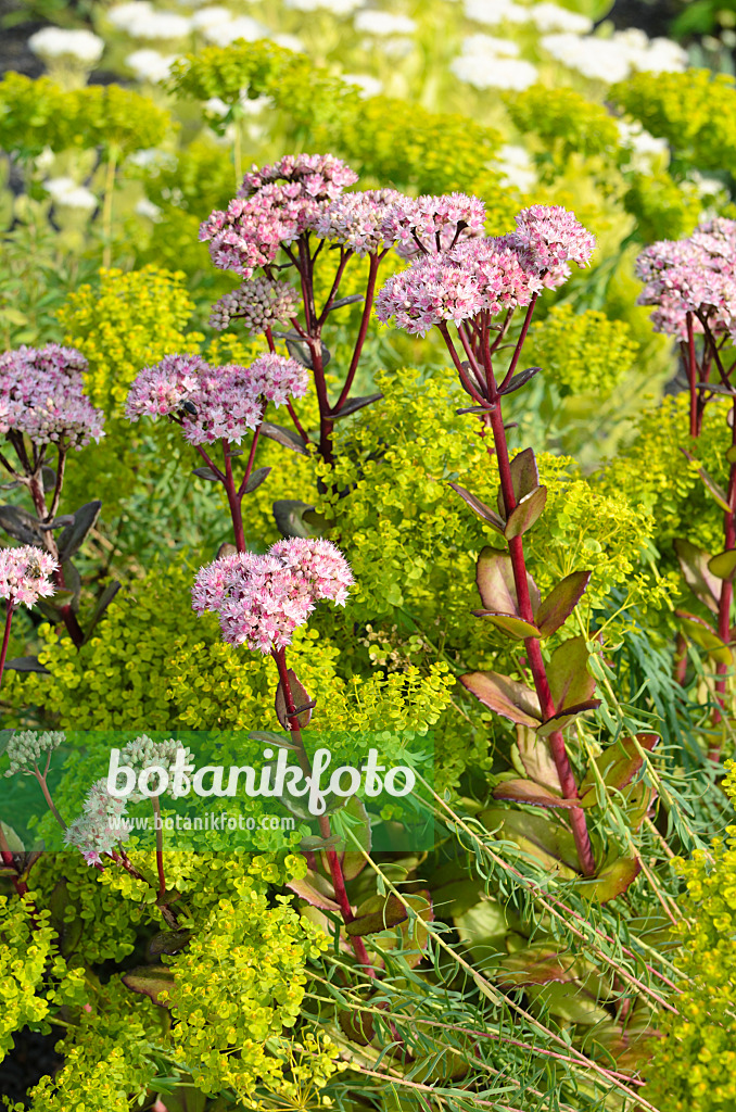 499155 - Große Fetthenne (Sedum telephium 'Matrona' syn. Hylotelephium telephium 'Matrona') und Steppenwolfsmilch (Euphorbia seguieriana)