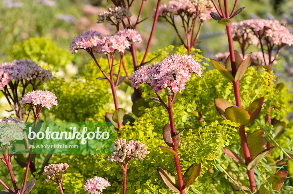 499164 - Große Fetthenne (Sedum telephium 'Matrona' syn. Hylotelephium telephium 'Matrona') und Steppenwolfsmilch (Euphorbia seguieriana)