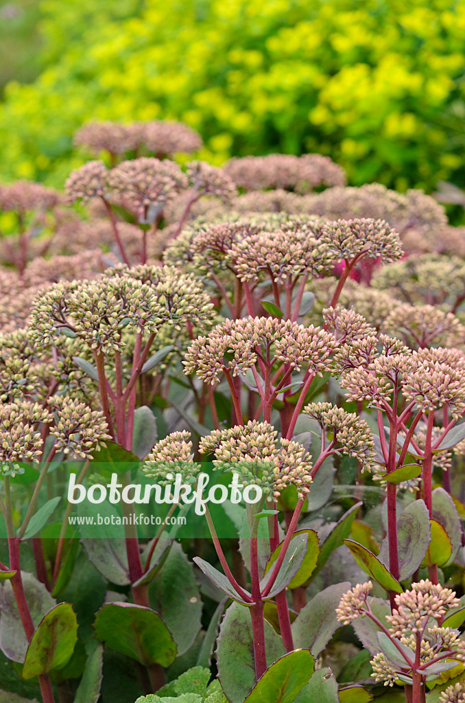 534345 - Große Fetthenne (Sedum telephium 'Matrona' syn. Hylotelephium telephium 'Matrona')