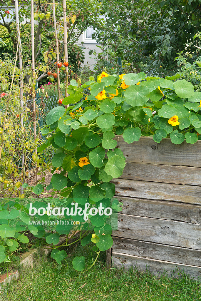 548134 - Große Kapuzinerkresse (Tropaeolum majus)