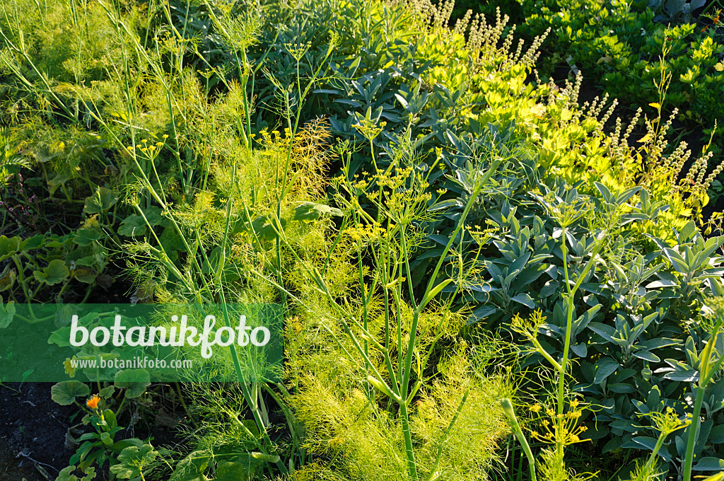 488050 - Große Kapuzinerkresse (Tropaeolum majus), Dill (Anethum graveolens) und Salbei (Salvia)