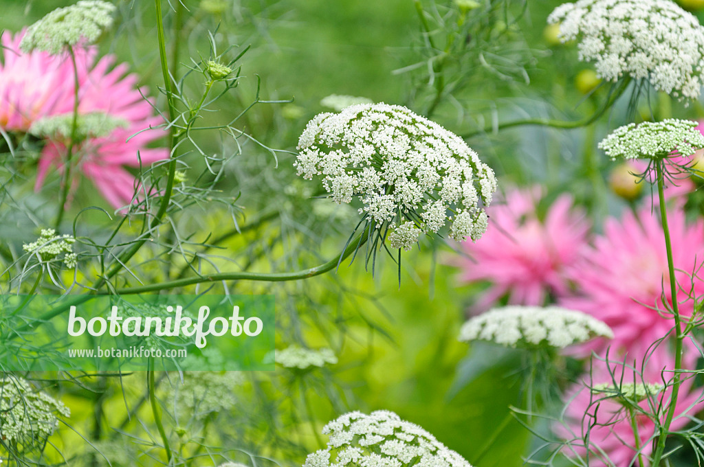 487221 - Große Knorpelmöhre (Ammi majus 'Queen of Africa')