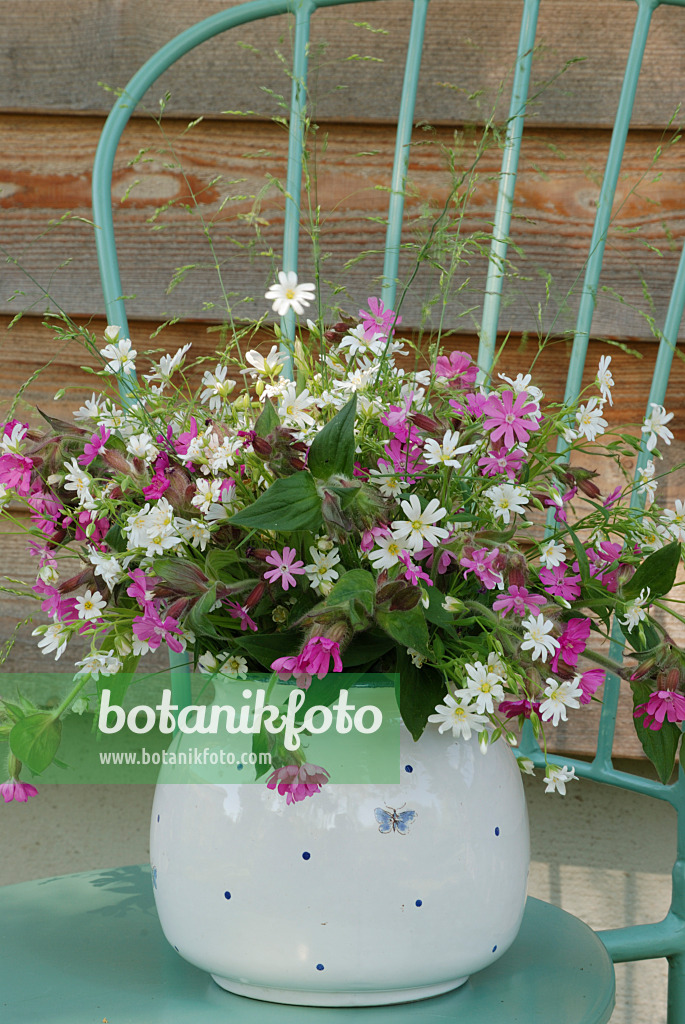 471169 - Große Sternmiere (Stellaria holostea) und Rote Lichtnelke (Lychnis dioica syn. Silene dioica)