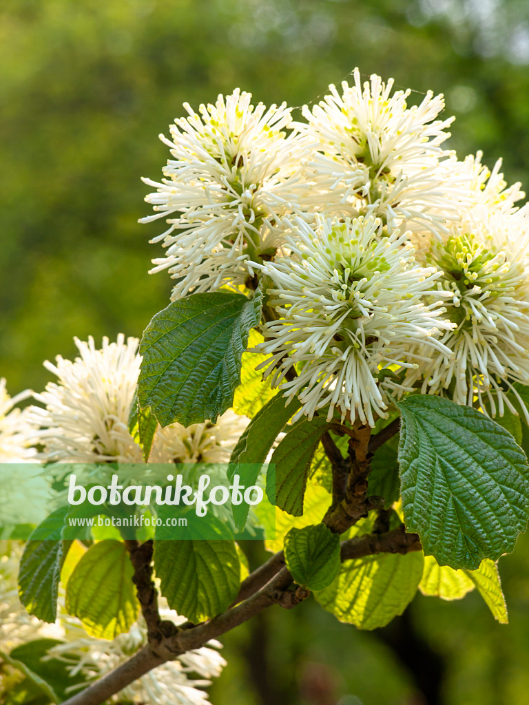 437187 - Großer Federbuschstrauch (Fothergilla major)