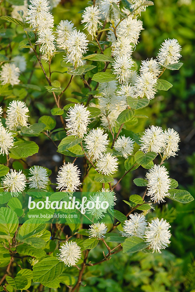 502204 - Großer Federbuschstrauch (Fothergilla major)