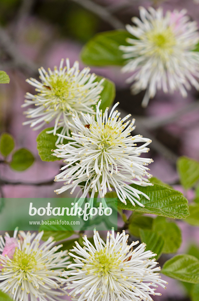 520119 - Großer Federbuschstrauch (Fothergilla major)