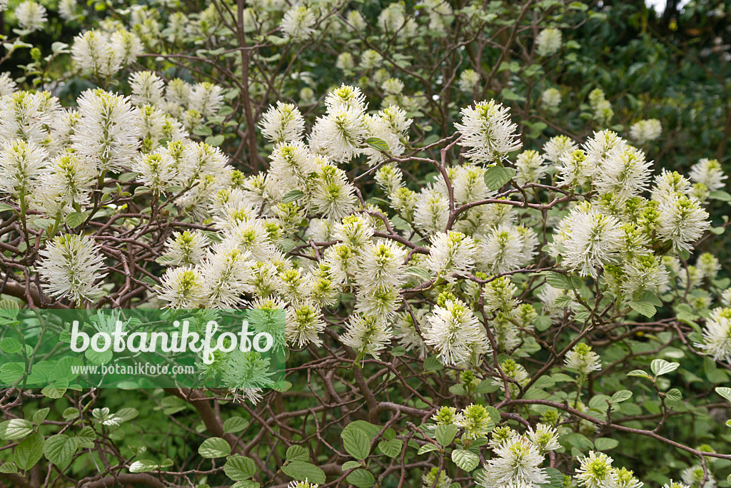 601045 - Großer Federbuschstrauch (Fothergilla major)