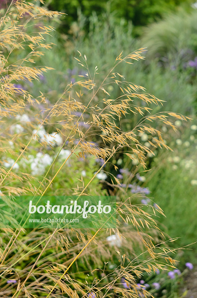 523135 - Großes Federgras (Stipa gigantea)