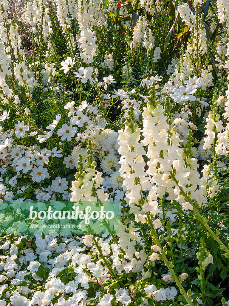 416059 - Großes Löwenmaul (Antirrhinum majus 'Rocket White') und Schmalblättrige Zinnie (Zinnia angustifolia 'Profusion White')