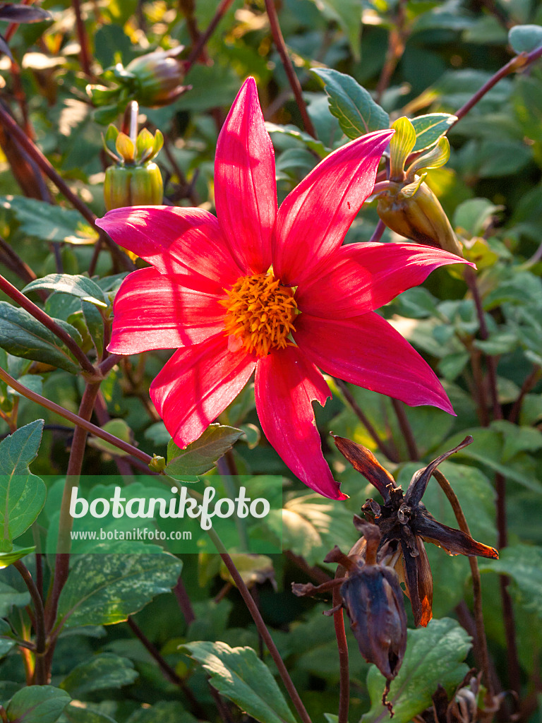 417041 - Großfiedrige Dahlie (Dahlia pinnata)