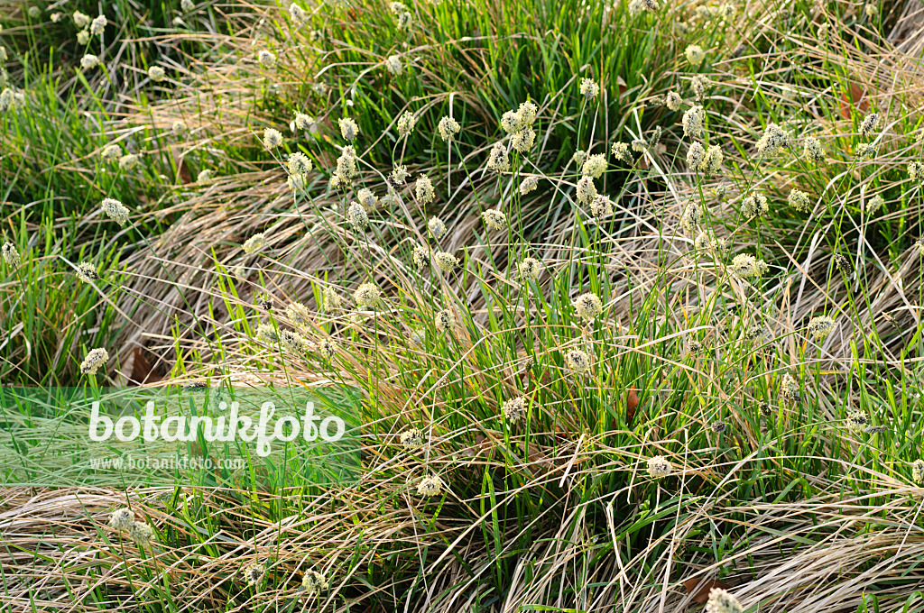 471107 - Grünes Blaugras (Sesleria heufleriana)