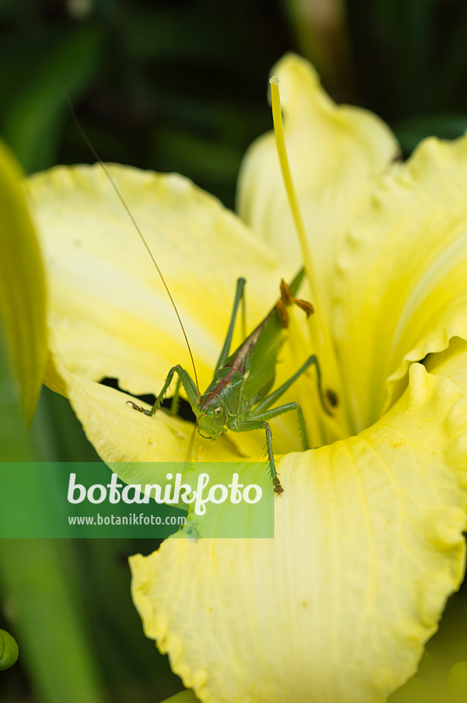 510043 - Grünes Heupferd (Tettigonia viridissima) und Taglilie (Hemerocallis)