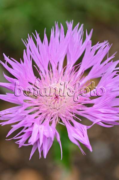 533567 - Grünweiße Flockenblume (Centaurea hypoleuca)