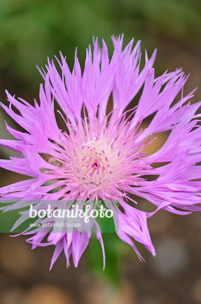 533567 - Grünweiße Flockenblume (Centaurea hypoleuca)