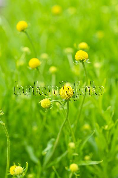 509215 - Gummibärchenblume (Helenium aromaticum syn. Cephalophora aromatica)