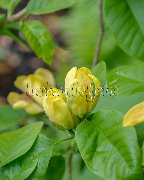 547173 - Gurkenmagnolie (Magnolia acuminata 'Moegi Dori')