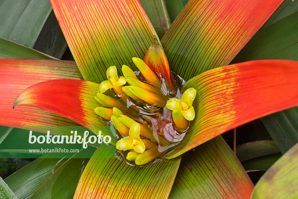 562004 - Guzmania sanguinea