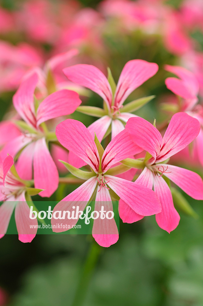 485040 - Hängegeranie (Pelargonium peltatum 'Acapulco')