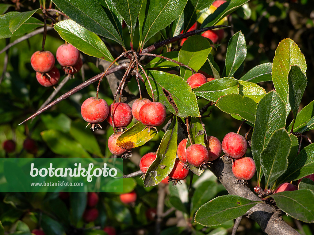 442011 - Hahnendorn (Crataegus crus-galli)