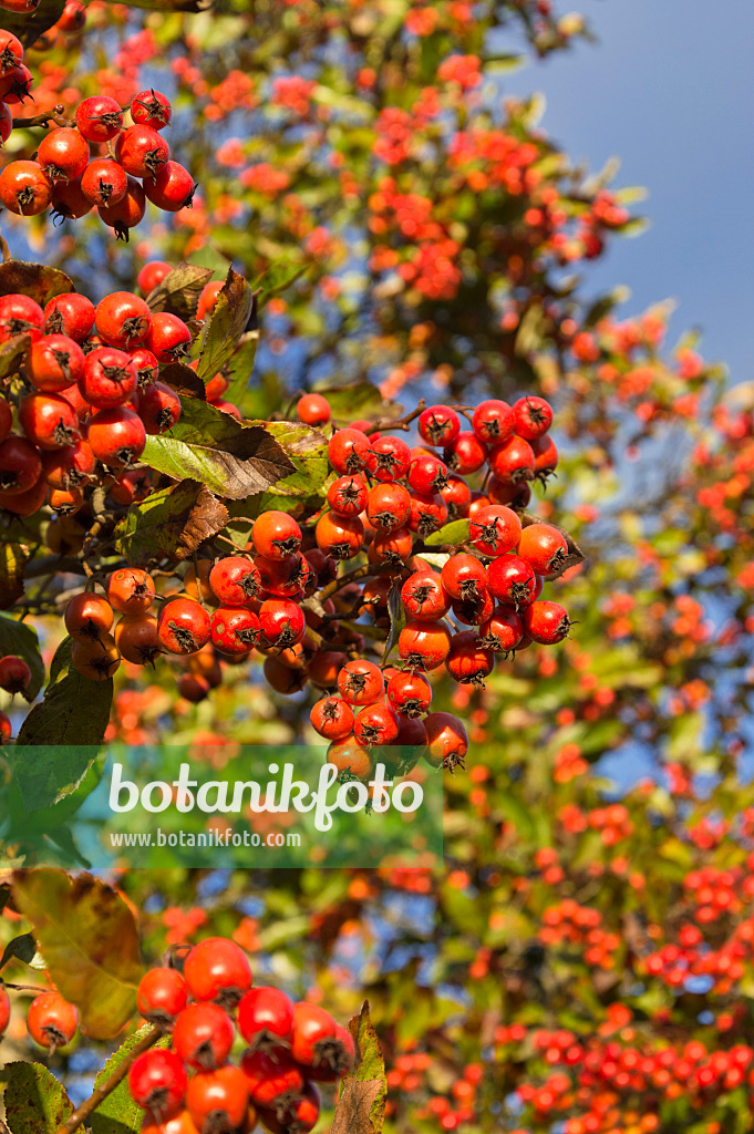 514009 - Hahnendorn (Crataegus crus-galli)