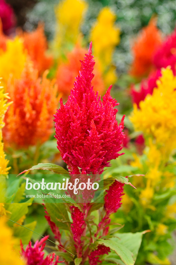 474209 - Hahnenkamm (Celosia argentea var. cristata)