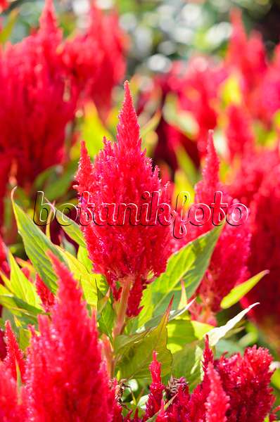 536097 - Hahnenkamm (Celosia argentea var. plumosa 'Fresh Look Red')