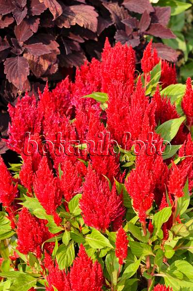 536148 - Hahnenkamm (Celosia argentea var. plumosa 'Fresh Look Red')