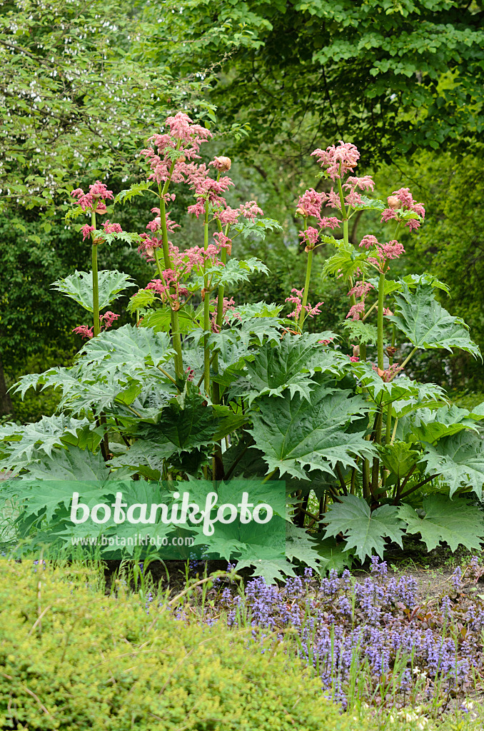 520285 - Handförmiger Rhabarber (Rheum palmatum var. tanguticum)