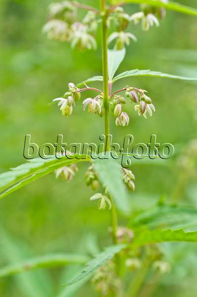 510184 - Hanf (Cannabis sativa var. spontanea) mit männlichen Blüten