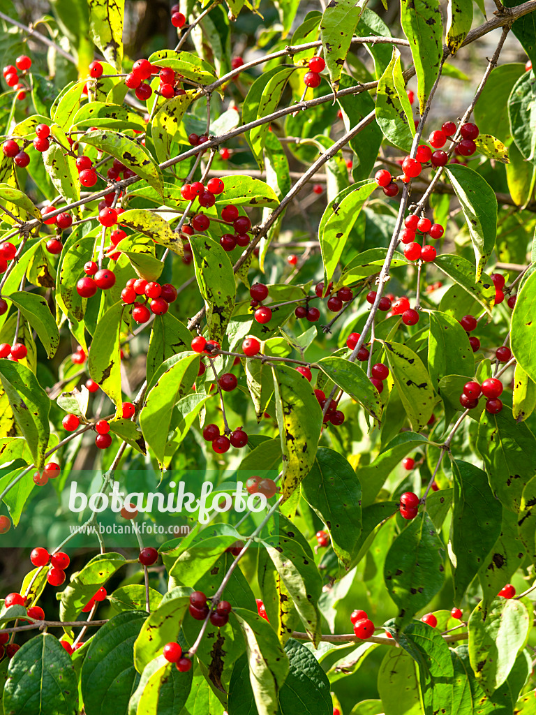 442123 - Heckenkirsche (Lonicera graebneri)