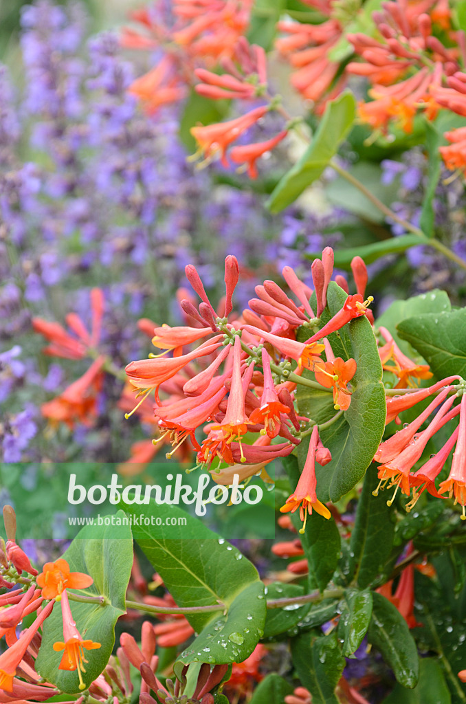 508221 - Heckenkirsche (Lonicera) und Katzenminze (Nepeta)