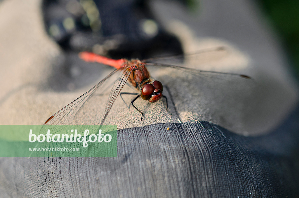 524007 - Heidelibelle (Sympetrum) sonnt sich auf einem Schuh