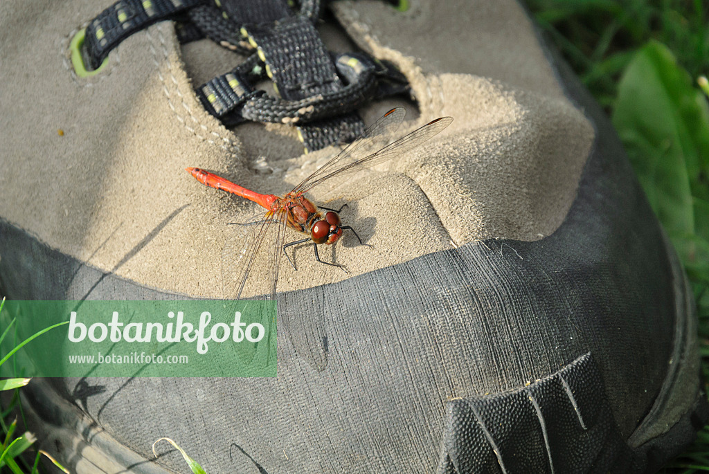 524106 - Heidelibelle (Sympetrum) sonnt sich auf einem Schuh