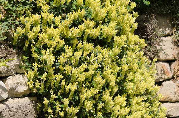 533220 - Helmkraut (Scutellaria polyodon)