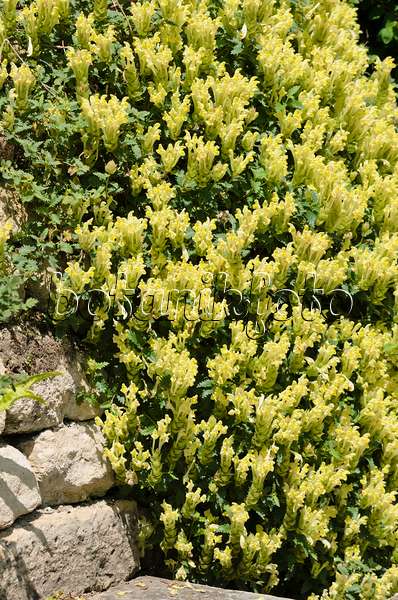 533221 - Helmkraut (Scutellaria polyodon)