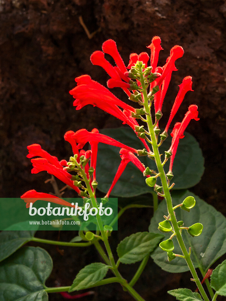 408001 - Helmkraut (Scutellaria ventenatii)