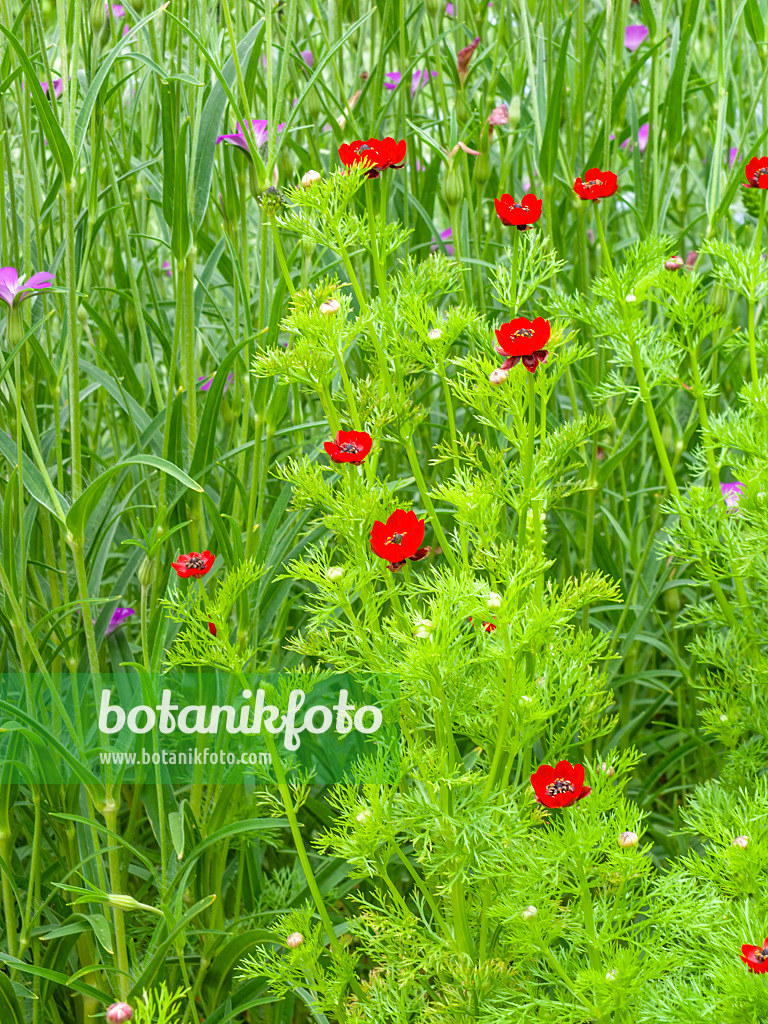 450008 - Herbstadonisröschen (Adonis annua)