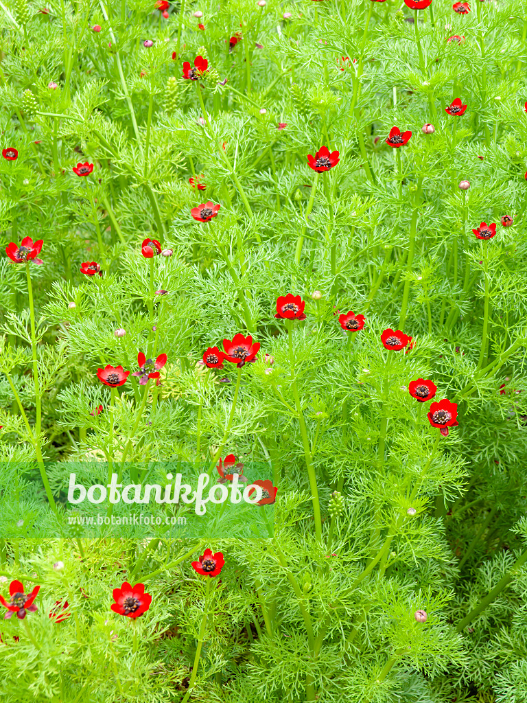 450009 - Herbstadonisröschen (Adonis annua)