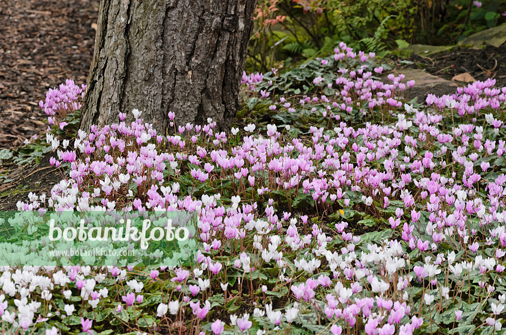 549086 - Herbstalpenveilchen (Cyclamen hederifolium syn. Cyclamen neapolitanum)