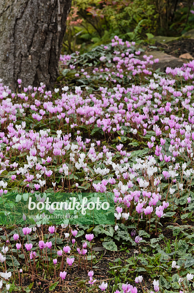 549087 - Herbstalpenveilchen (Cyclamen hederifolium syn. Cyclamen neapolitanum)